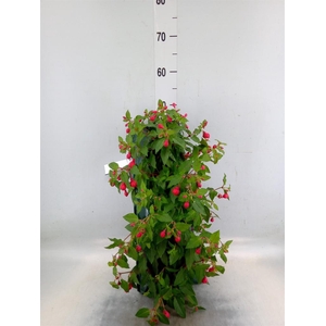 Perkplanten   ...sorted   [Bedding]