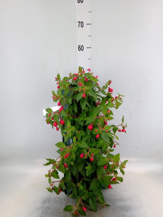 <h4>Perkplanten   ...sorted   [Bedding]</h4>