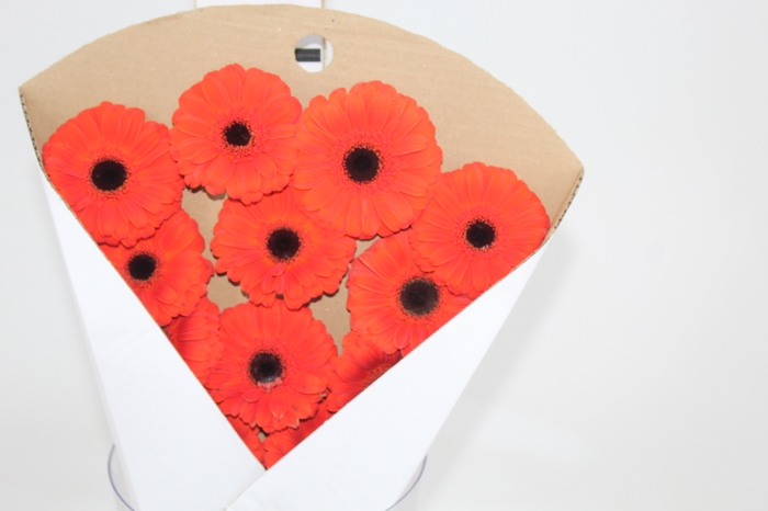 <h4>GERBERA PRESTIGE 050 CM DIAM MIN 10</h4>