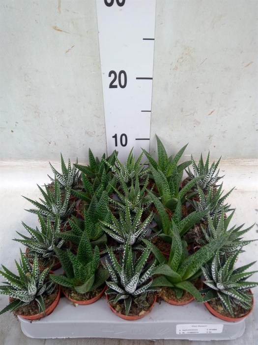 <h4>Aloe ...mix</h4>