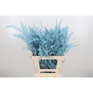 Grevilea Ivanhoe Kl Bh Licht Blauw