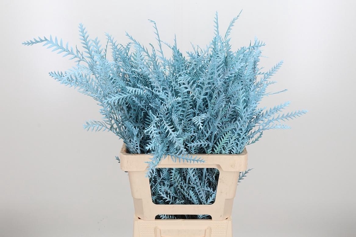 <h4>Grevilea Ivanhoe Kl Bh Licht Blauw</h4>