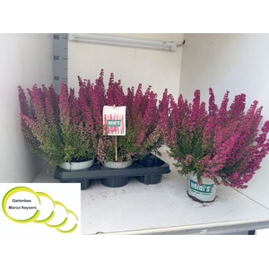 ERICA GRACILIS HEIDIS ROT P12