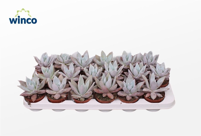 <h4>Echeveria Mexican Giant</h4>