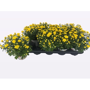 CHRY PARAD YELLOW