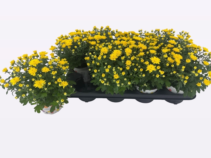 <h4>CHRY PARAD YELLOW</h4>