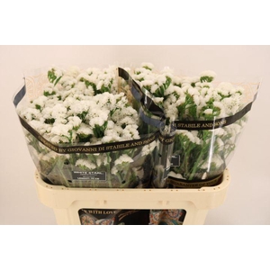 Lim S Wh Starl Wings