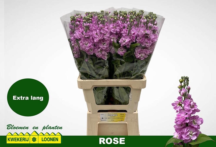 <h4>MATTH MILLA ROSE</h4>