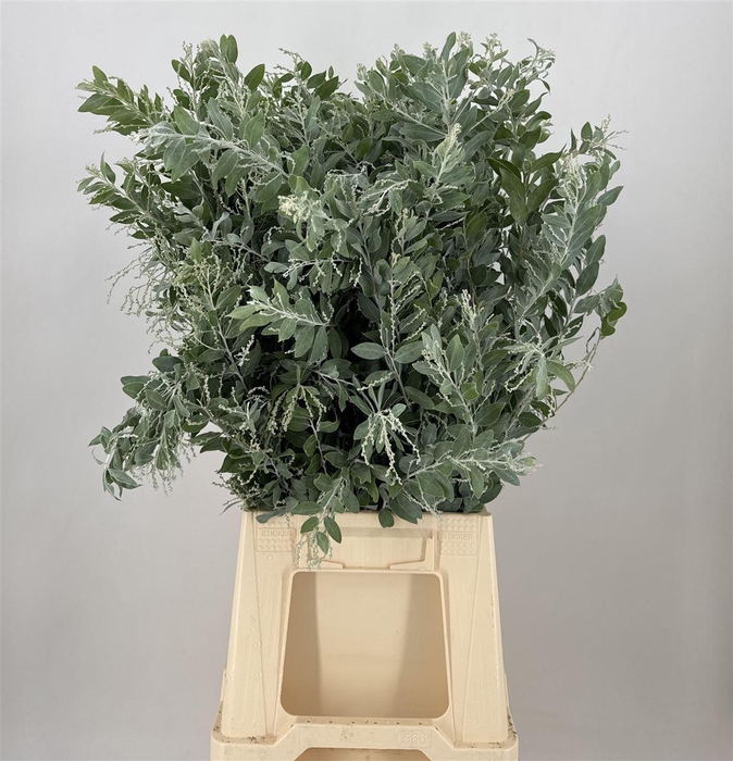<h4>ACACIA POD DENISBODEN</h4>