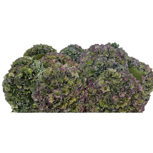 HYDR M ROY PARADE CL