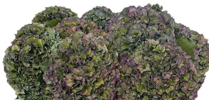 <h4>HYDR M ROY PARADE CL</h4>