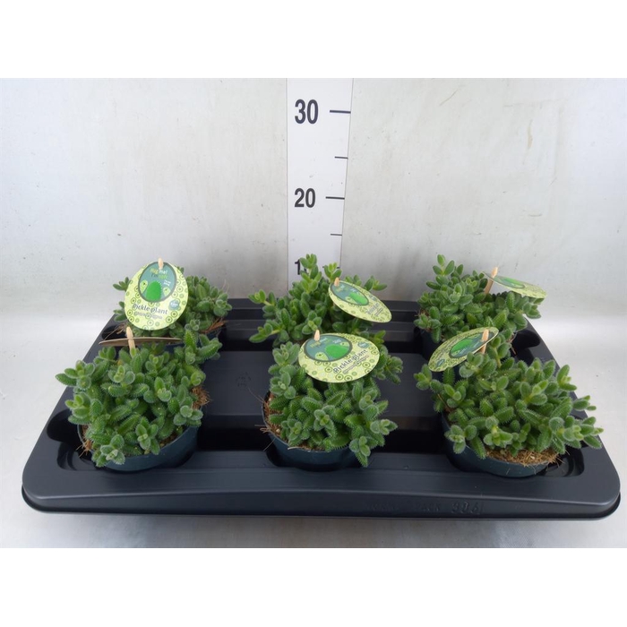 <h4>Delosperma echinatum</h4>