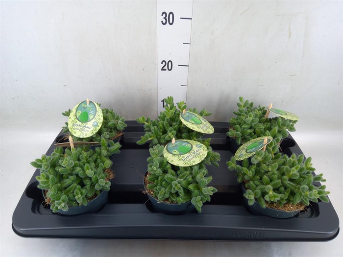 Delosperma echinatum