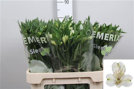 <h4>Alstr White Swan</h4>