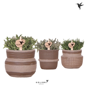 Kolibri Greens Rhipsalis mix in Ethnic pot sand mix
