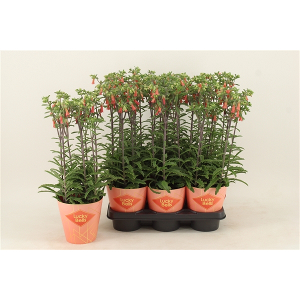 <h4>Kalanchoe Lucky Bells</h4>