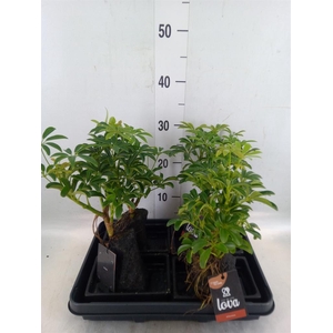 Arr.   Kamerplant Groen H%