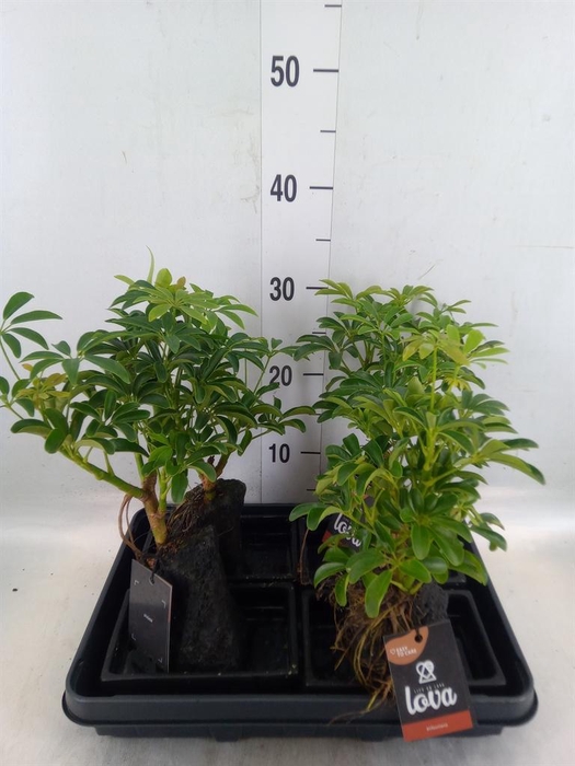 <h4>Arr.   Kamerplant Groen H%</h4>