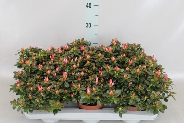 <h4>Rhododendron SI 'Sachsenster' .mix</h4>