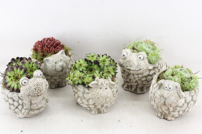 <h4>arr4 Semp PL - Dieren mix kl. x5</h4>