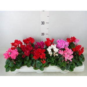Cyclamen KL 'Verano'