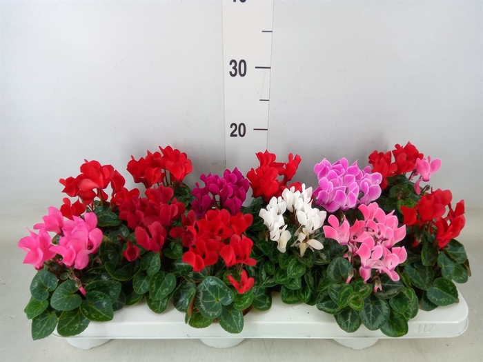 <h4>Cyclamen KL 'Verano'</h4>