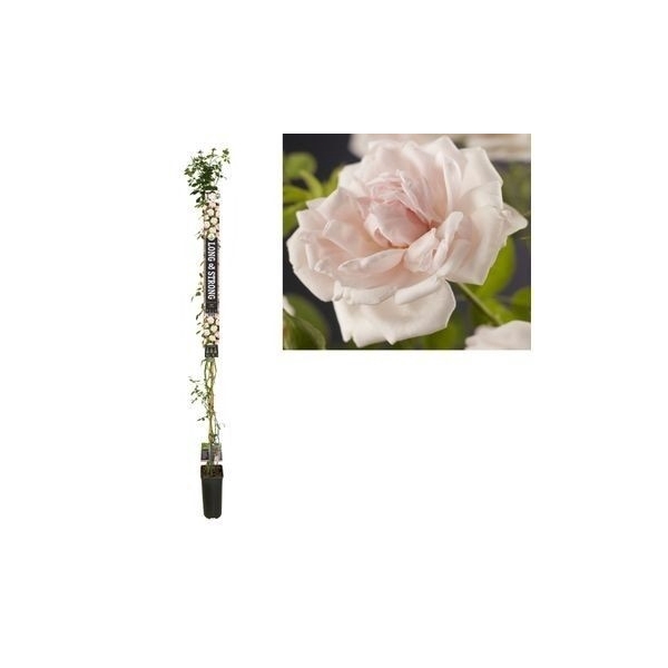 <h4>Rosa 'New Dawn' +Long & strong label</h4>