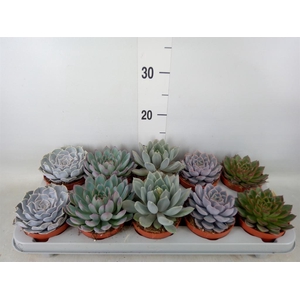 Echeveria   ...mix