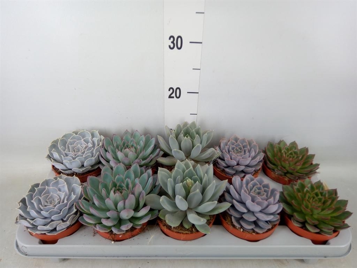 <h4>Echeveria   ...mix</h4>