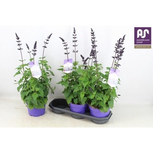 SALVIA LAKE BLUEBERR