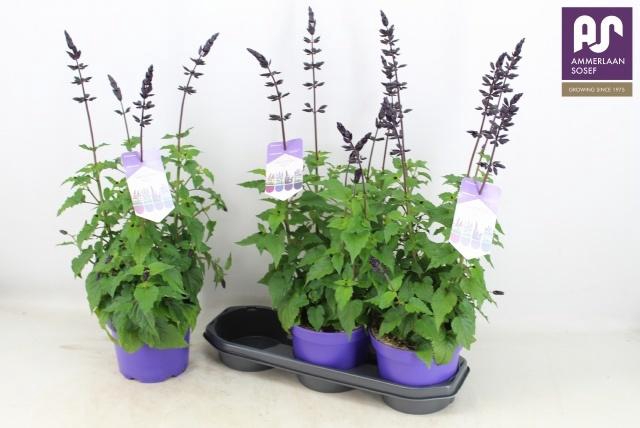 <h4>SALVIA LAKE BLUEBERR</h4>