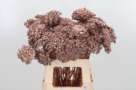 <h4>AMMI ZAAD KL BH ROSE GOUD H%*</h4>