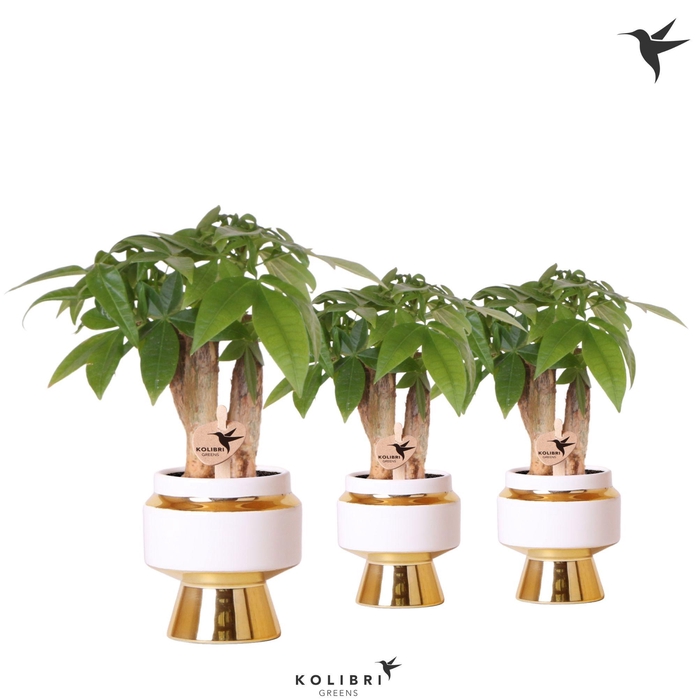 <h4>Kolibri Greens Pachira in Le Chic pot gold</h4>