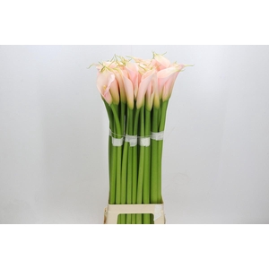 Zantedeschia Eydolls Salmon