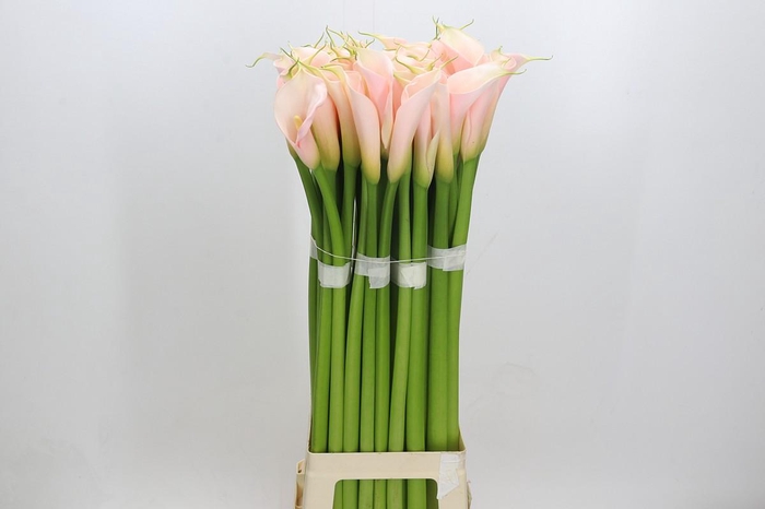 <h4>Zantedeschia Eydolls Salmon</h4>