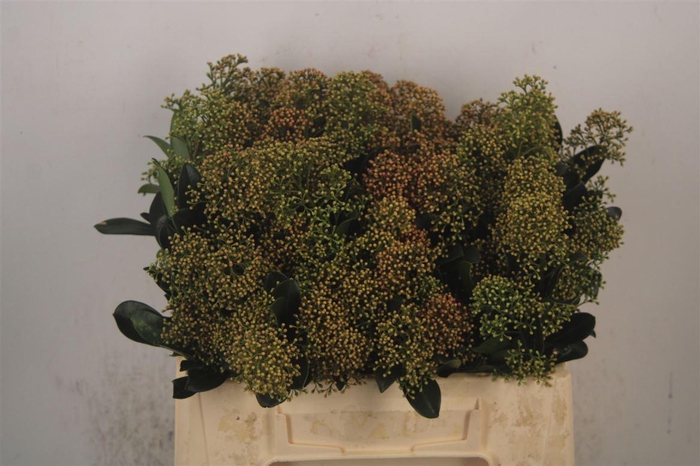 <h4>Skimmia Snow White Bunch</h4>