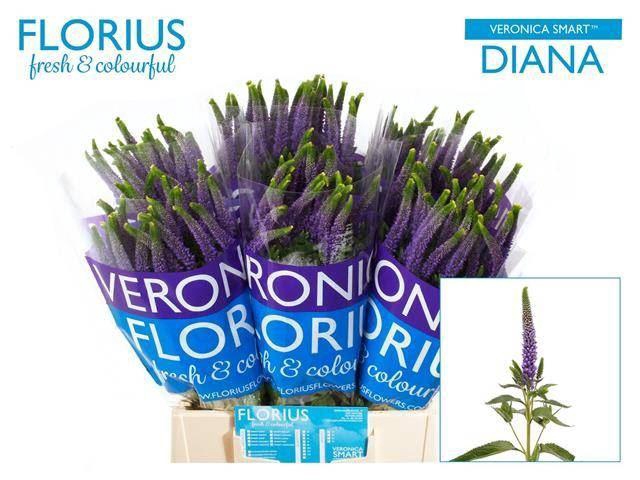 <h4>Veronica Clea Diana</h4>