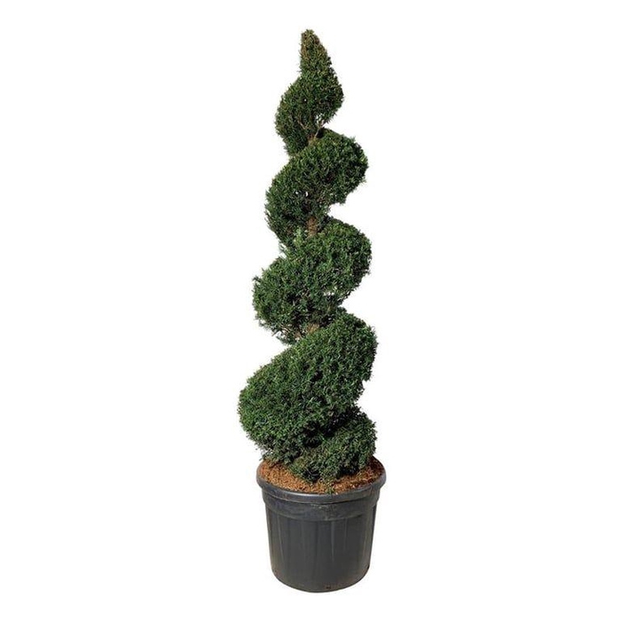 <h4>Taxus baccata</h4>