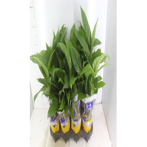 SPATHIPHYLLUM P15 MIN 5 HT COM FLOR