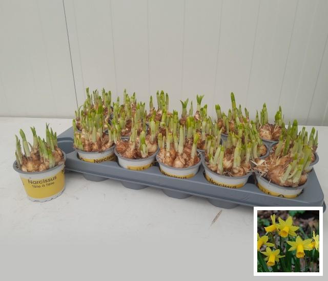 <h4>NARC O TETE A TETE</h4>