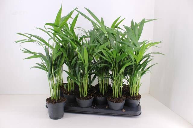 <h4>DYPSIS LUTESCENS</h4>
