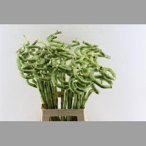 Drac S Lucky Bamboo