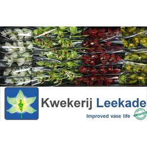 Cymb Mi Christmas Mix Leekade X20