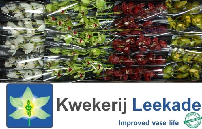 <h4>Cymb Mi Christmas Mix Leekade X20</h4>