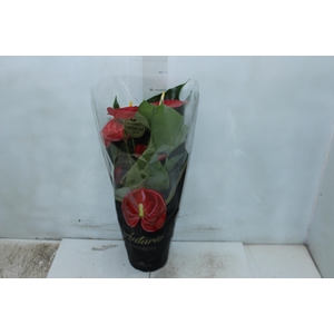 ANTHURIUM MICHIGAN P17 PREMIUM