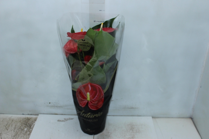 <h4>ANTHURIUM MICHIGAN P17 PREMIUM</h4>