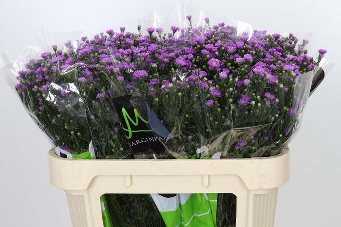 <h4>Aster Teeny Tiny Pink</h4>