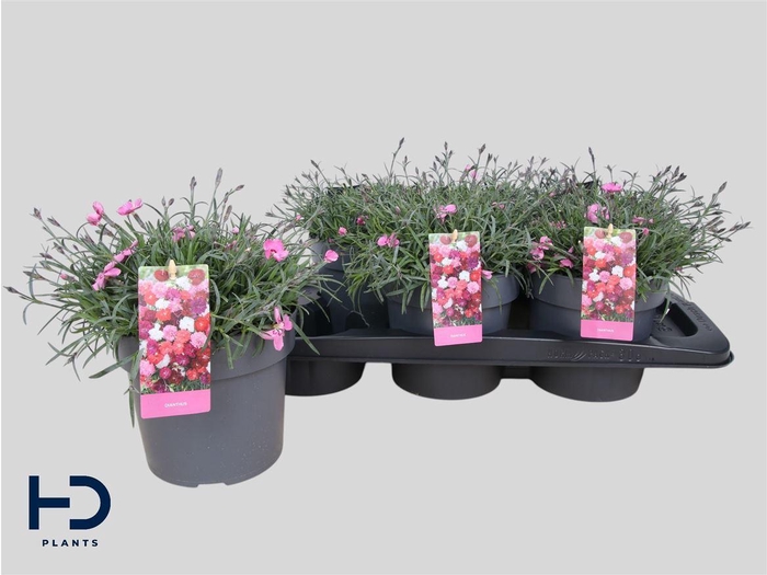 <h4>Dianthus caryophyllus Mountain Frost Pink Twinkle</h4>