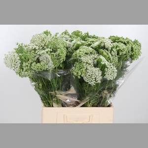 Ammi Visnaga