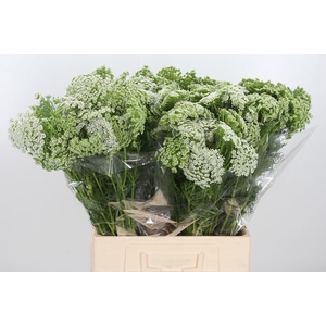Ammi Visnaga